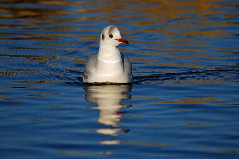 Black-headed Gull - Gulls