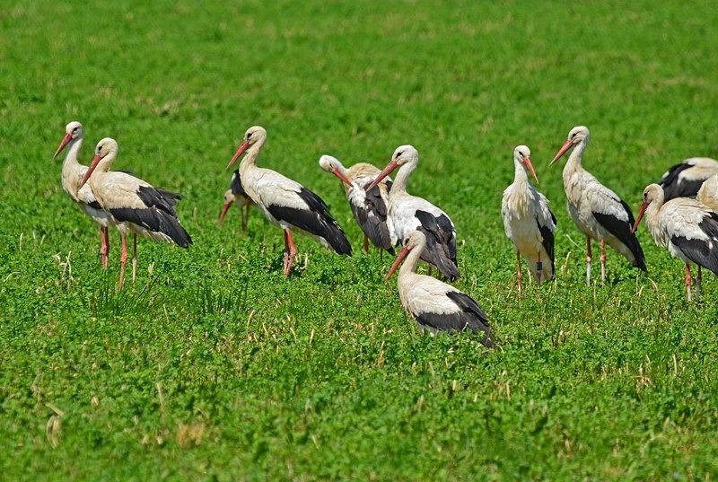 White Storks - Slovakia