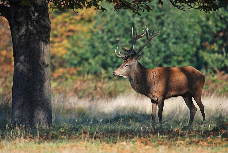 Red Deer - Red Deer