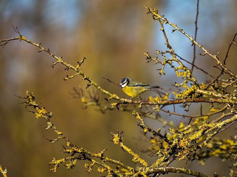 Blue Tit - Tits