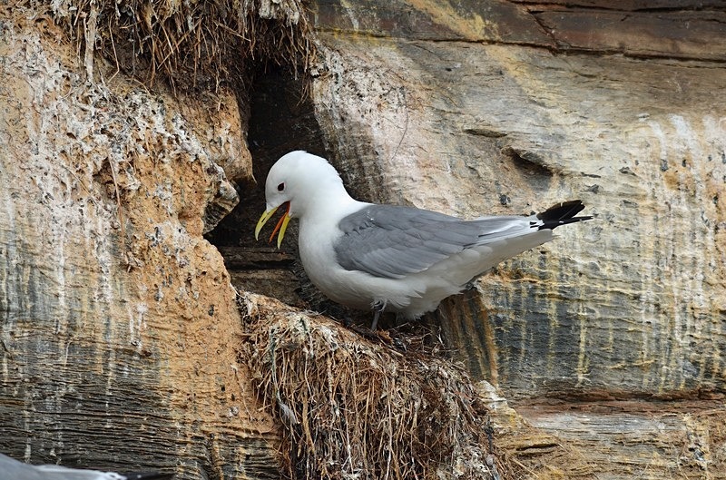 Kittiwake - North Norway