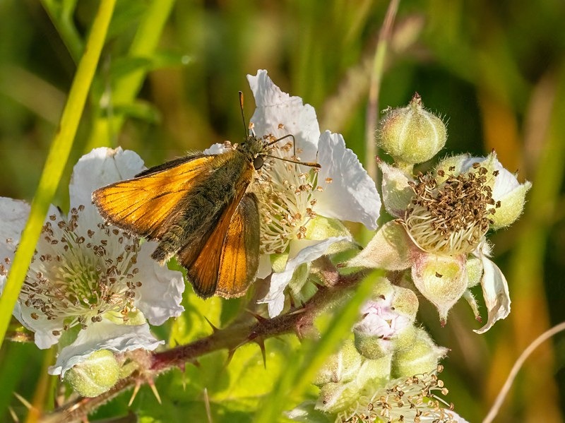 Small Skipper - Butterflies