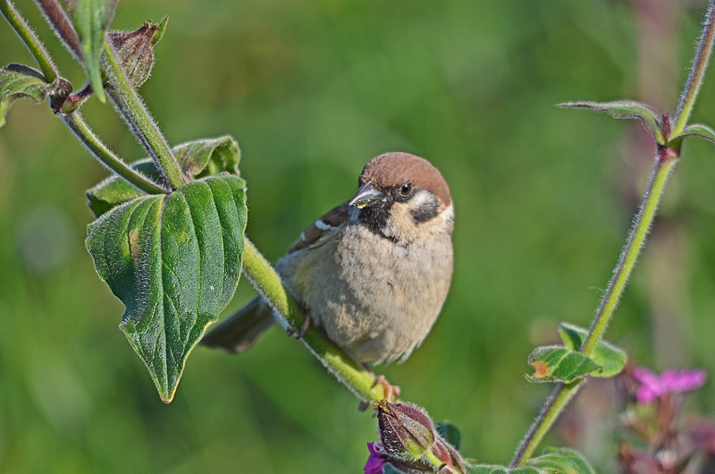 Tree Sparrow - Sparrows