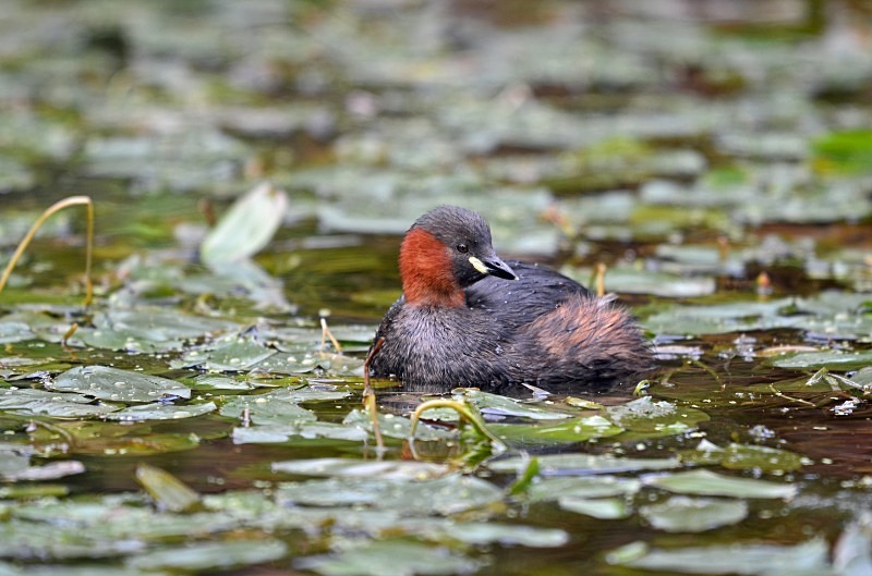 Little Grebe - Grebes