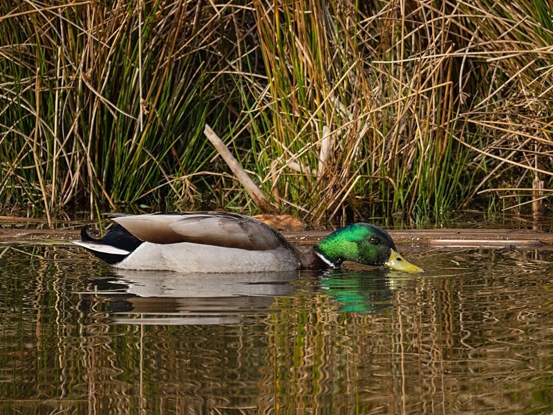 Mallard - Dabbling ducks