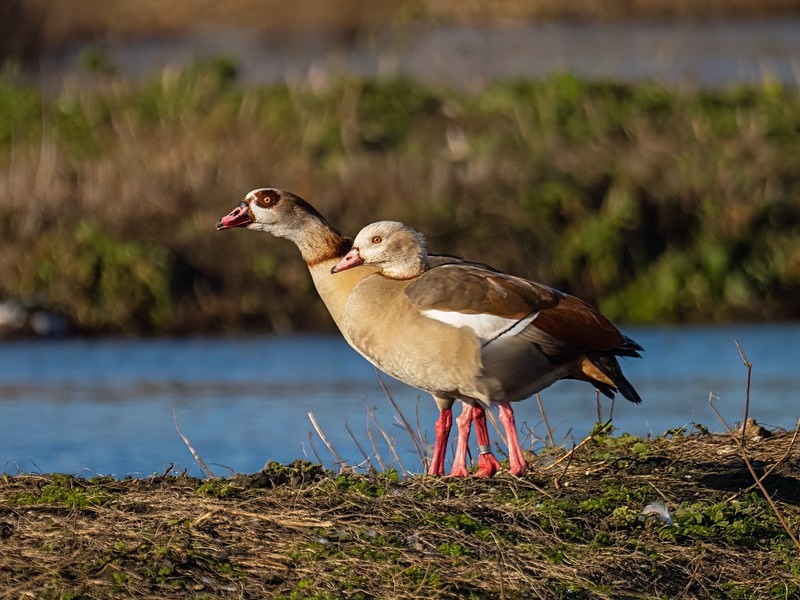 Egyptian Geese - Grey geese