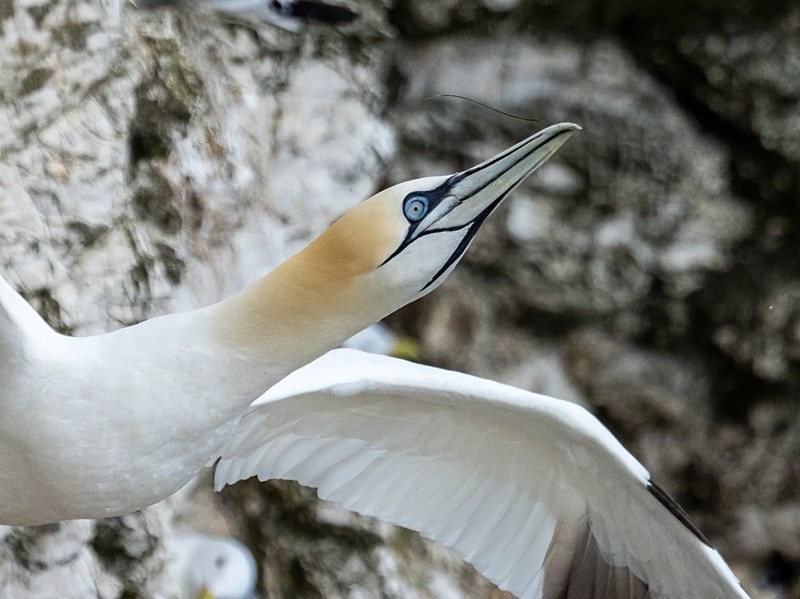 Gannet - Gannets