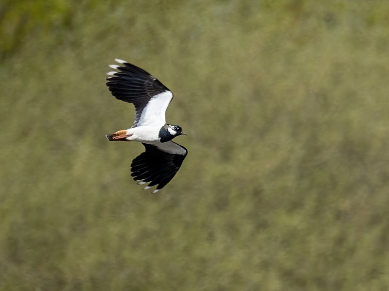 Lapwing - Plovers