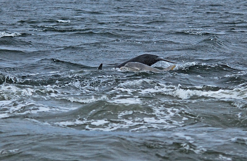 Bottlenose Dolphin - Whales and dolphins