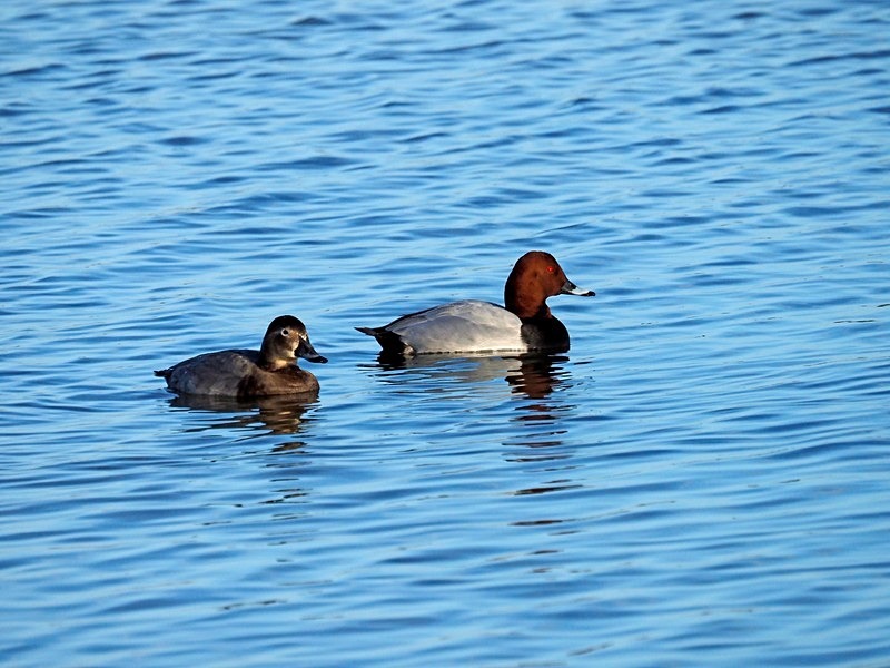Common Pochards - Diving ducks