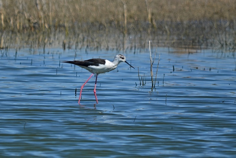 Black-winged Stilt - South and west Spain - April and May 2012