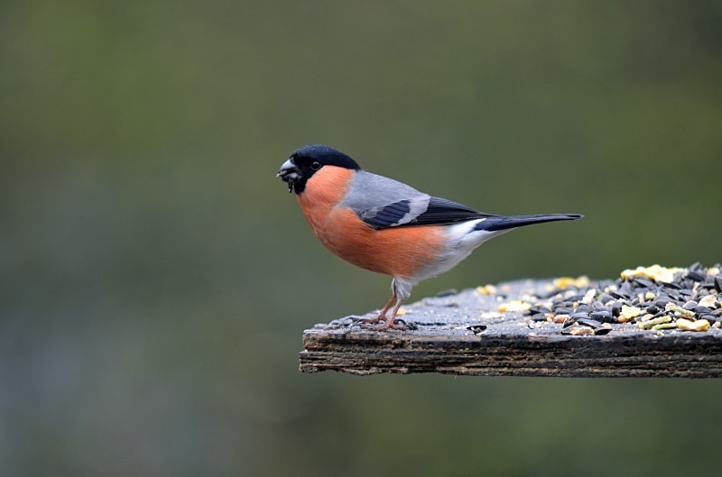 Bullfinch - Finches