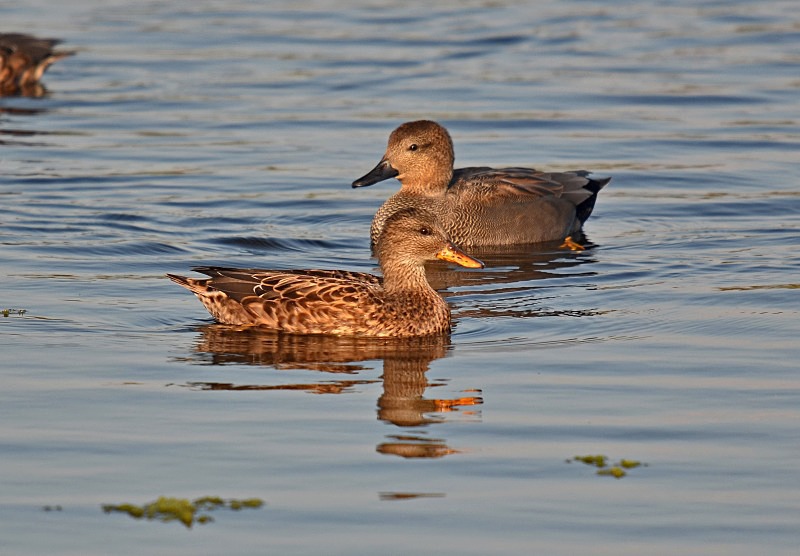 Gadwall - Dabbling ducks