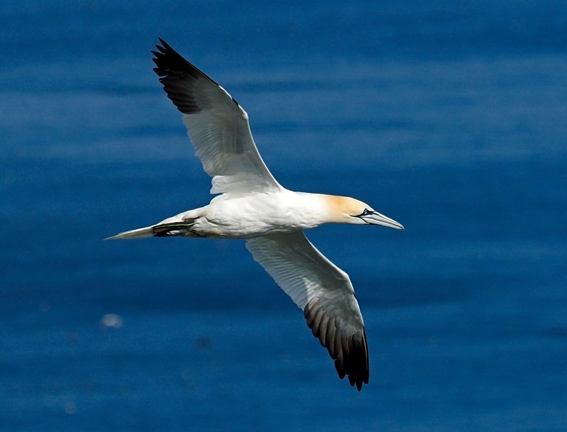 Gannet - Gannets