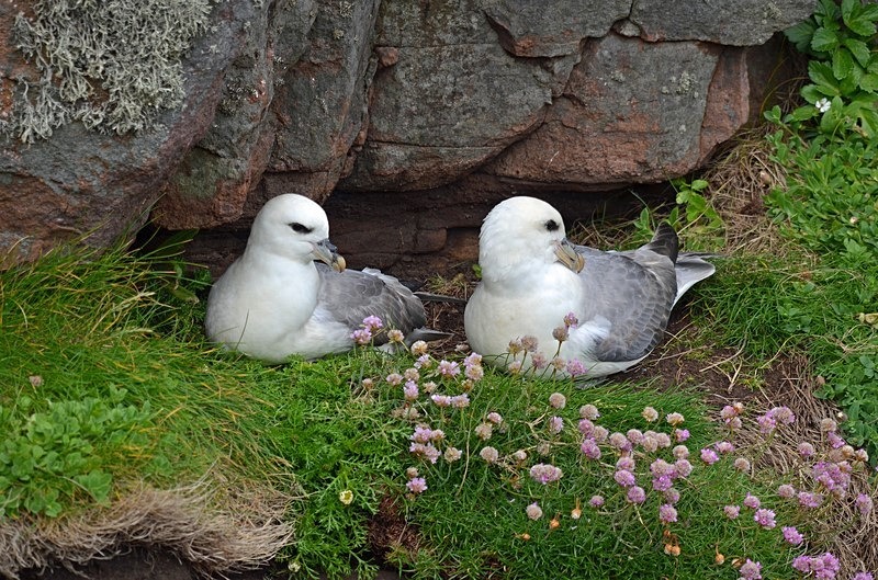 Fulmars