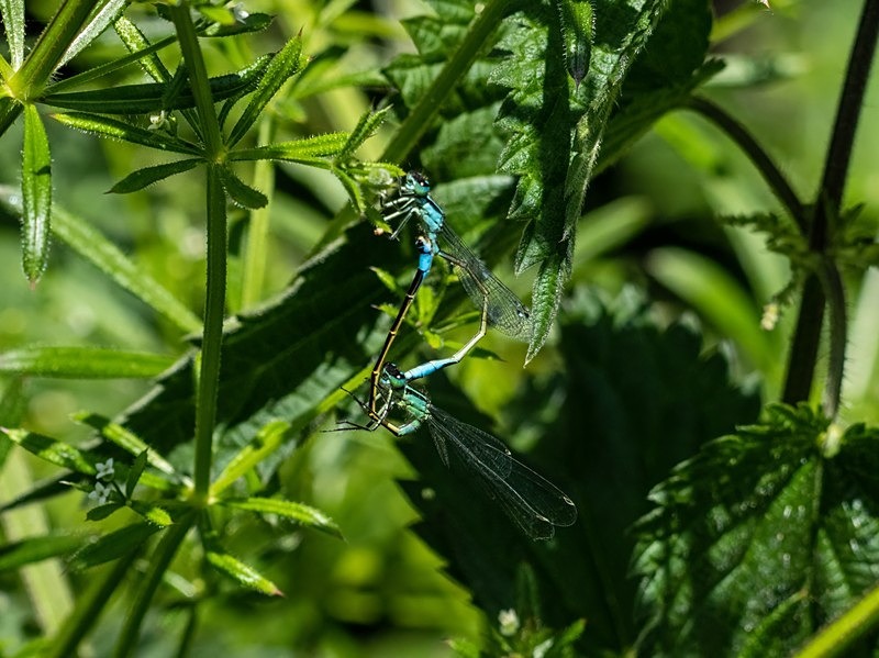 Blue-tailed Damselflies - Dragonflies and damselflies