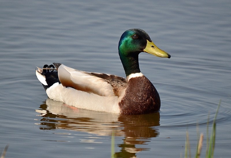 Mallard - Dabbling ducks