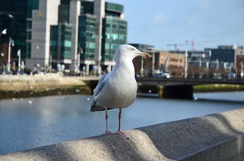 Herring Gull - Ireland - January and February 2020