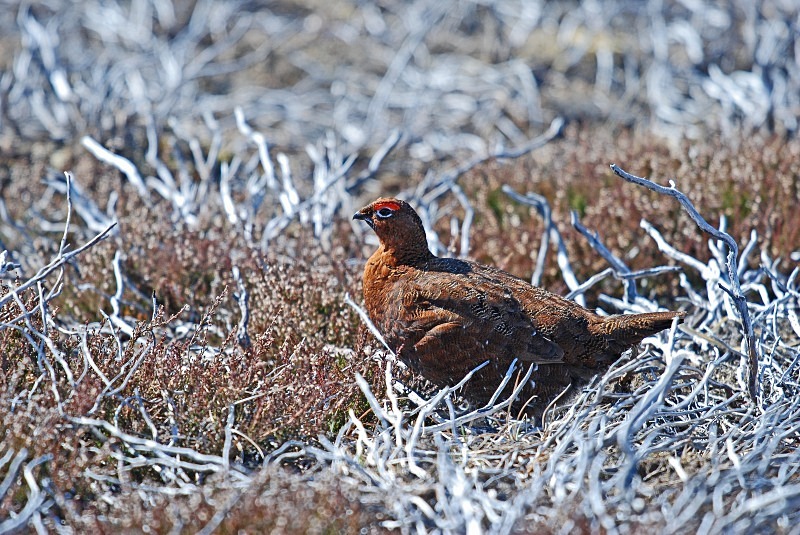 Red Grouse - Game birds