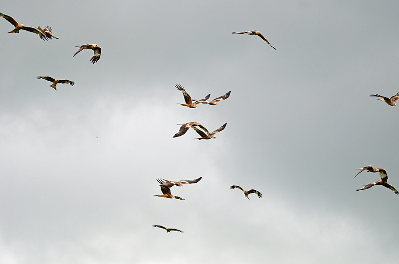 Red Kites - Birds of prey