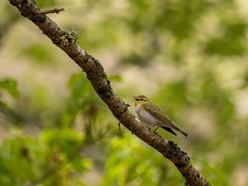 Wood Warbler - Warblers