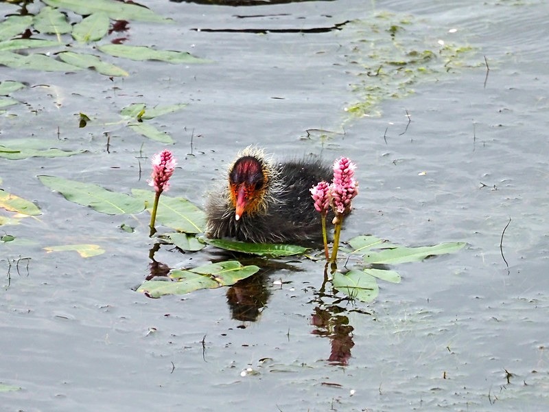 Juvenile Coot - Crakes and rails