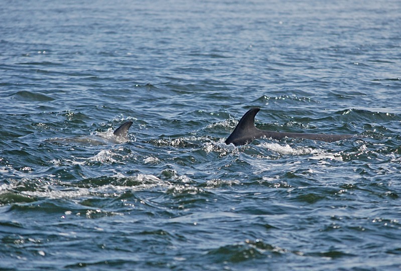 Bottlenose Dolphin - Whales and dolphins