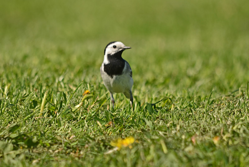 White Wagtail - Estonia