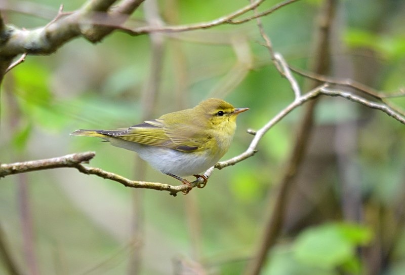 Wood Warbler - Warblers