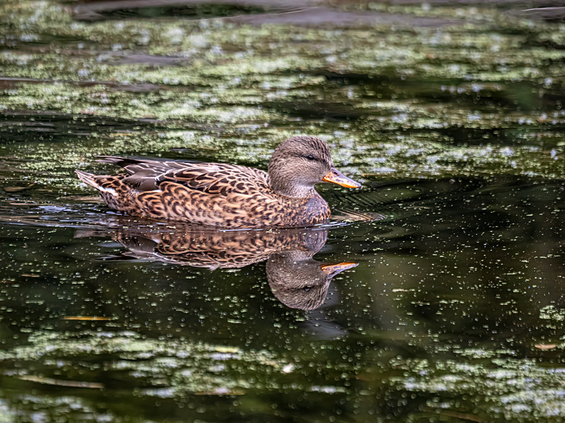 Gadwall - Latest photos
