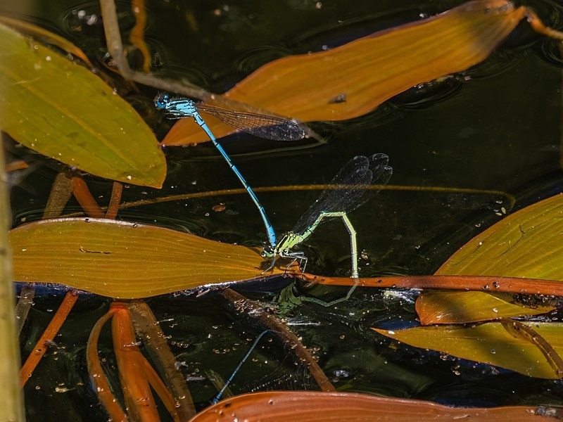 Azure Damselflies - Dragonflies and damselflies
