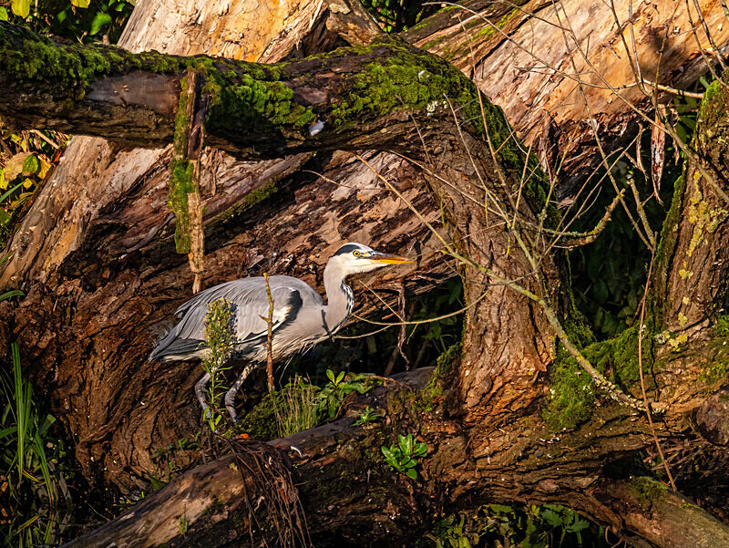 Grey Heron - Latest photos