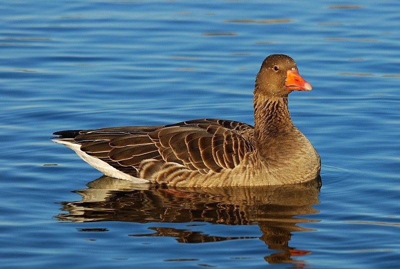 Greylag Goose - Grey geese