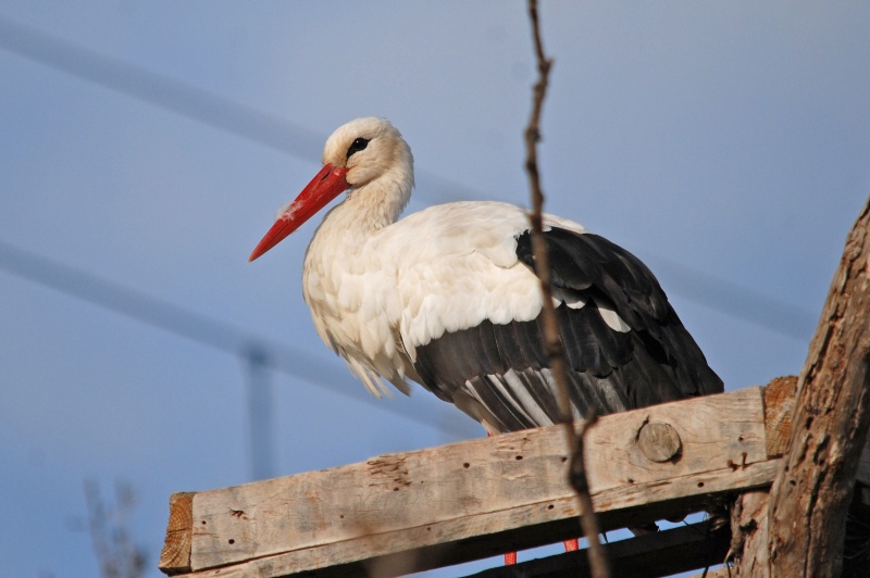 White Stork - Catalunya