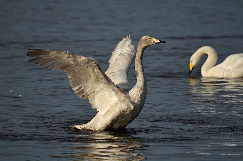 Whooper Swan - Whooper and Bewick's Swans
