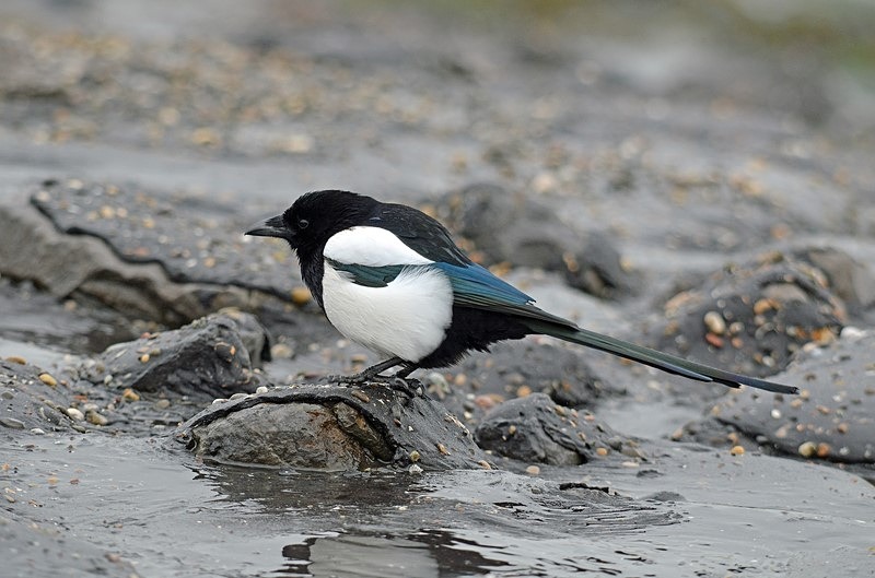 Magpie - Netherlands - December 2019