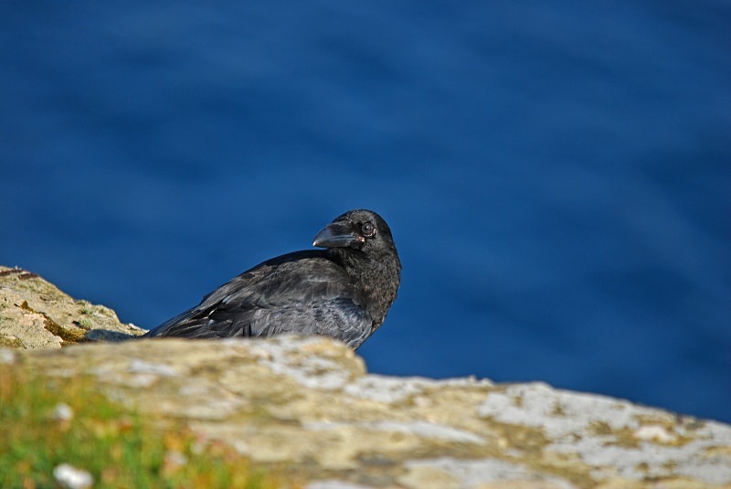 Raven - Crows
