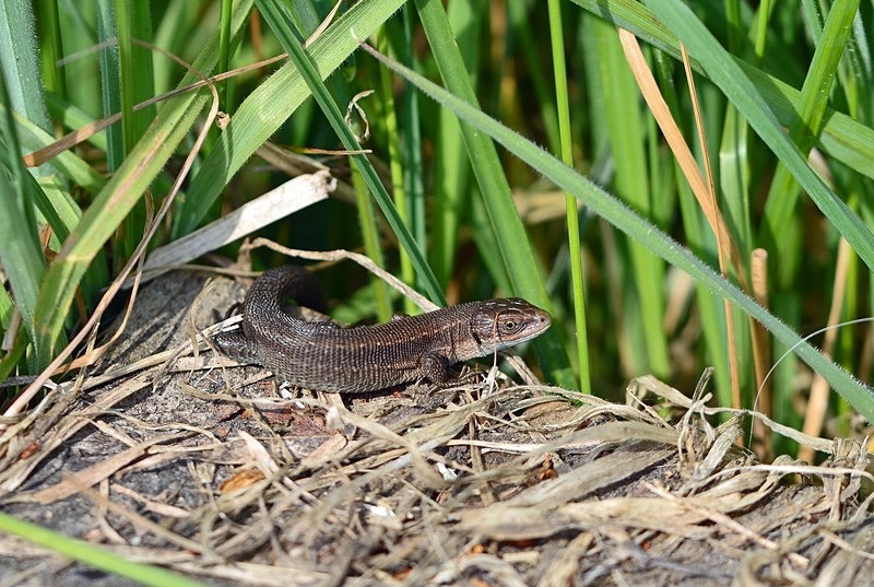 Common Lizard - Lizards