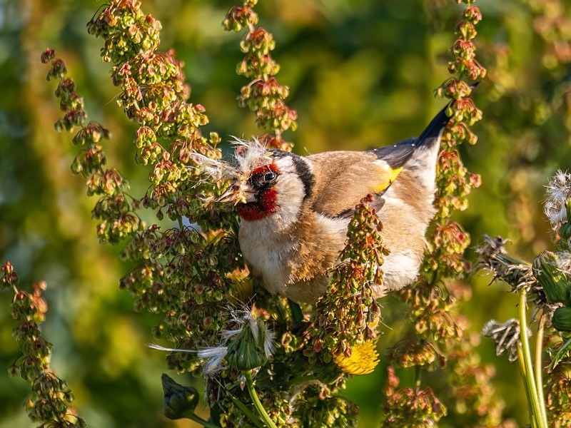 Goldfinch - Finches