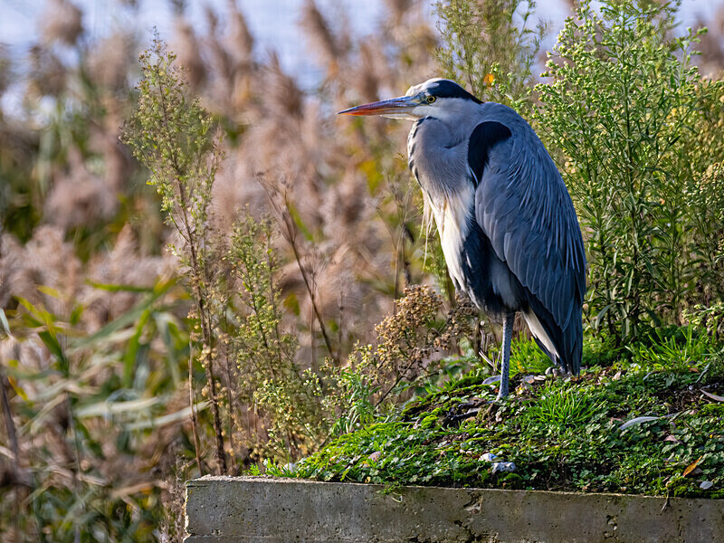 Grey Heron - Latest photos