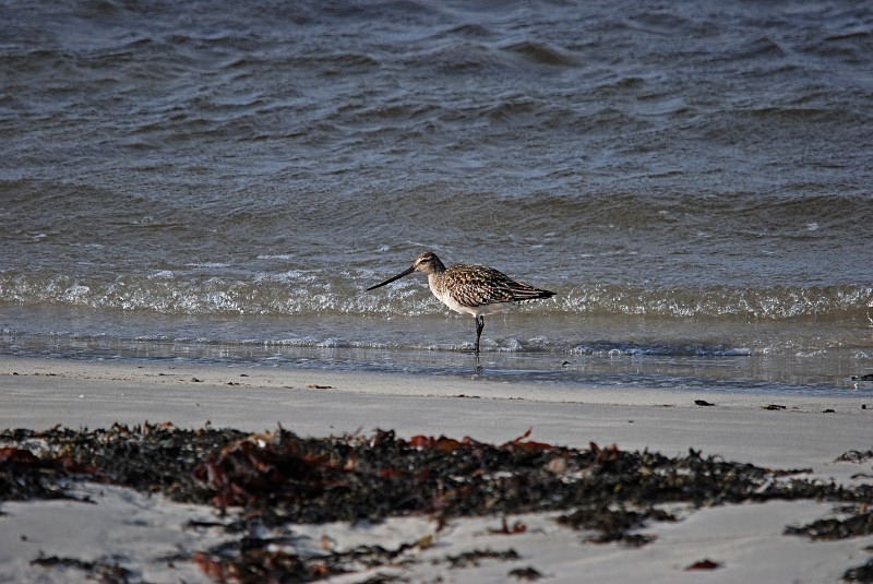 Bar-tailed Godwit - North Finland and north Norway - May and June 2009