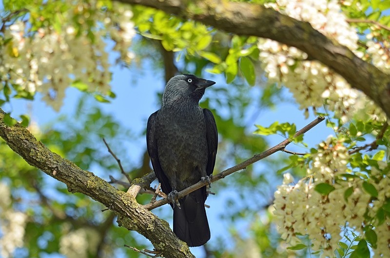 Jackdaw - Hungary