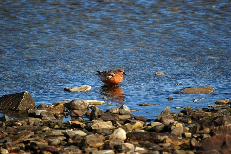 Knot - North Finland and north Norway - May and June 2009