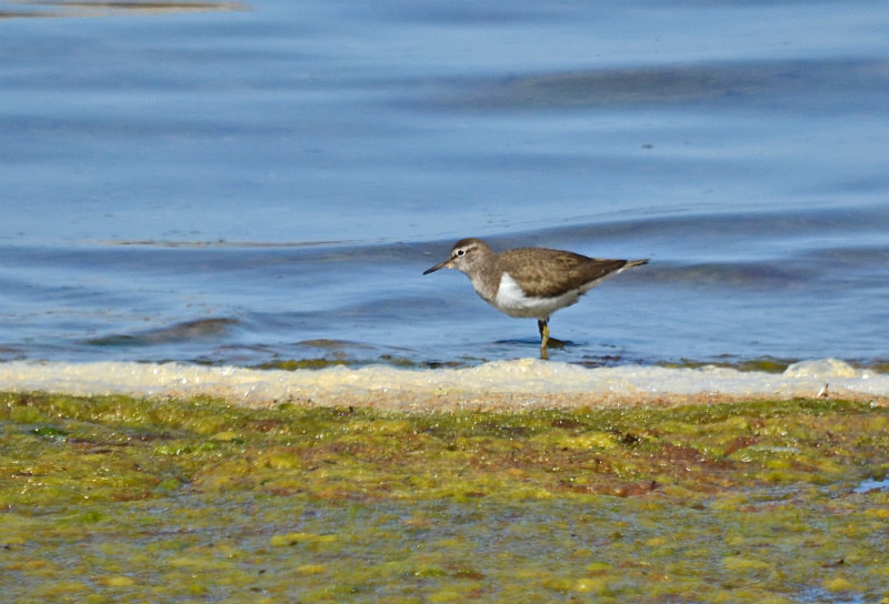 Common Sandpiper - Estonia
