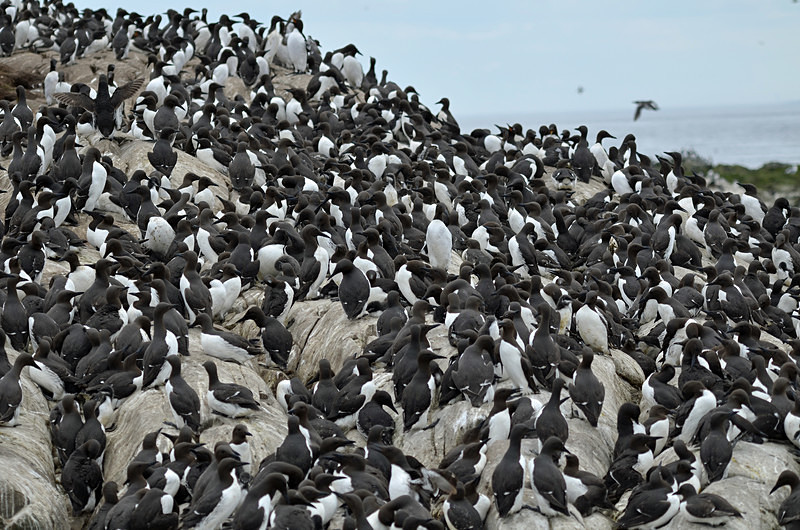 Common Guillemots - Auks