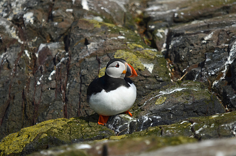 Puffin - Puffins