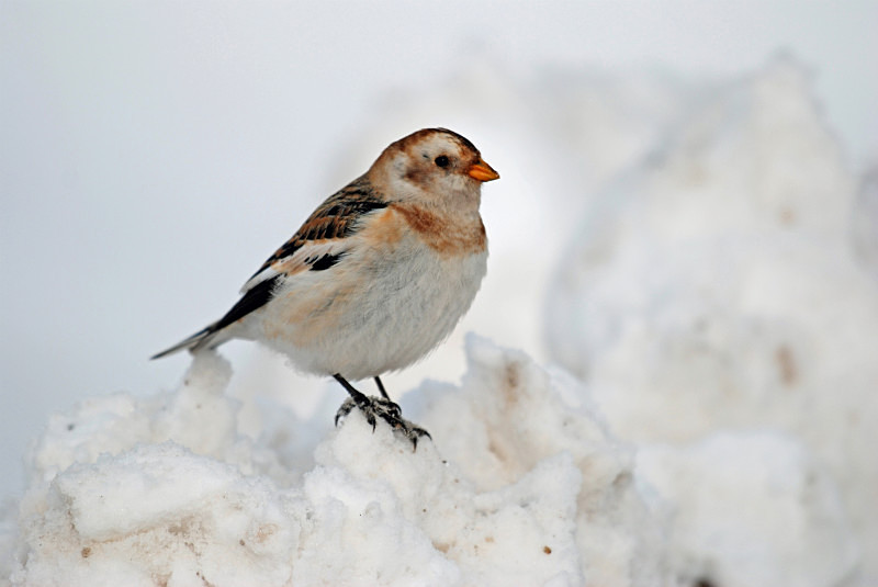 Snow Bunting - Buntings