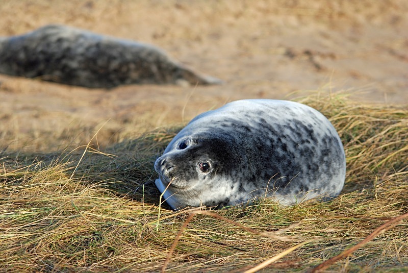 Atlantic Grey Seal - Atlantic Grey Seals