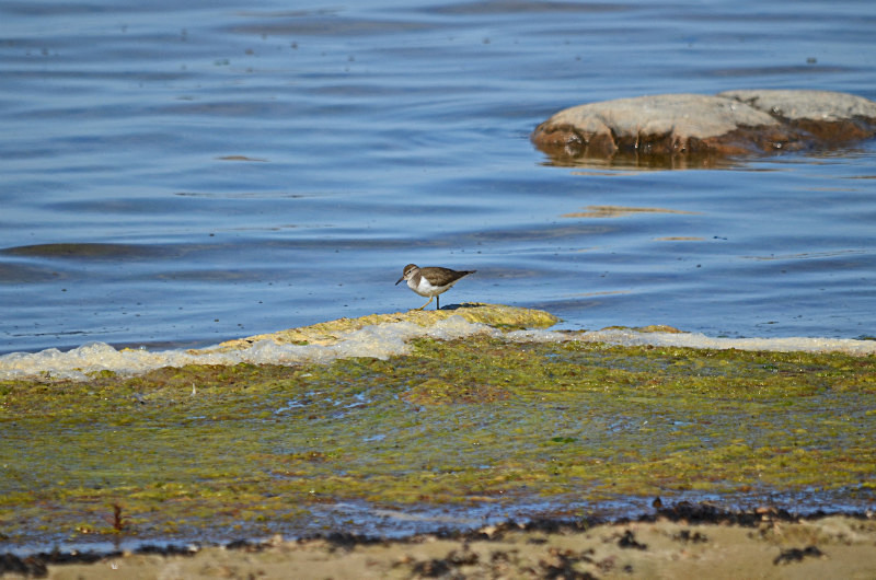 Common Sandpiper - Estonia