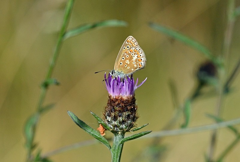 Common Blue - Butterflies